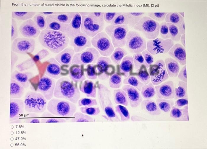 Prepared Microscope Slide Set - Mitosis and Meiosis - Set 1 - Set of 6 Slides